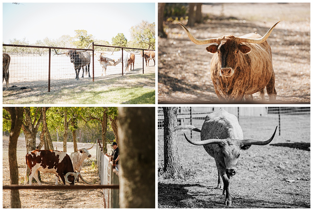 Longhorn cows at ranch by Ellie Chavez Photography 